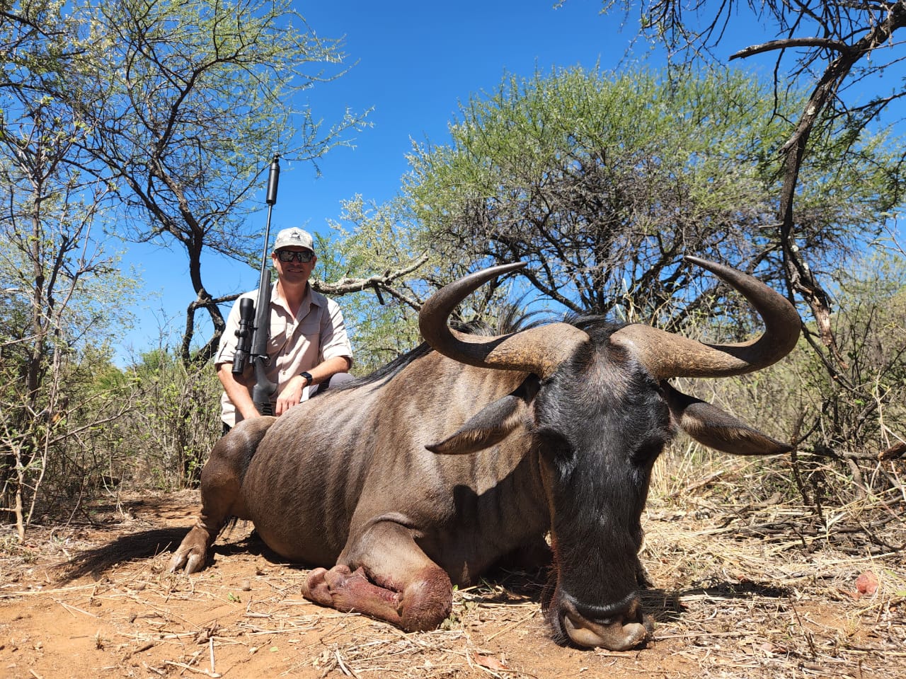 Blue Wildebeest Hunting Africa
