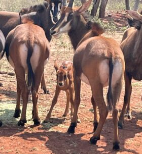 Sable Antelope Baby at Kudu Valley Safari Lodge